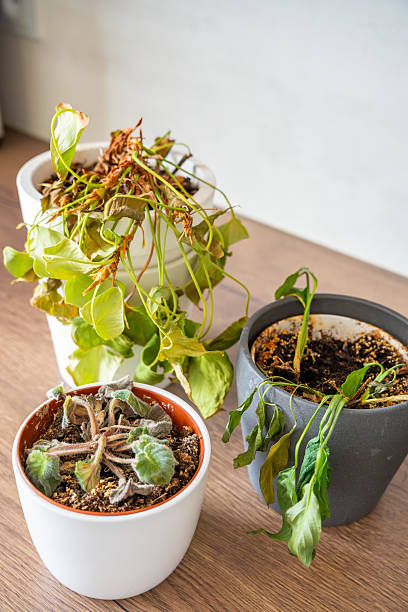 분갈이 이후 과습으로 실패한 식물