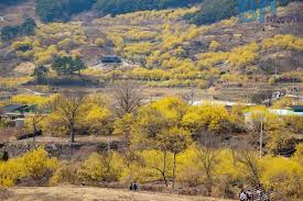 3월 국내 축제 일정