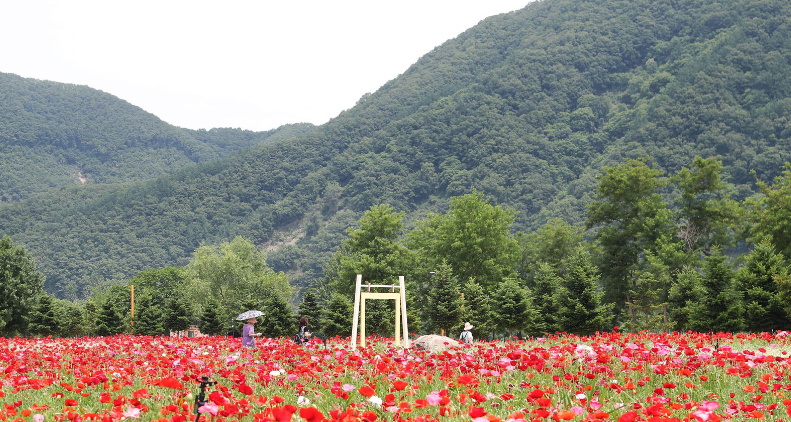 2024년 자라섬 꽃 페스타 일정