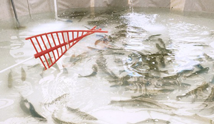 포천 동장군축제