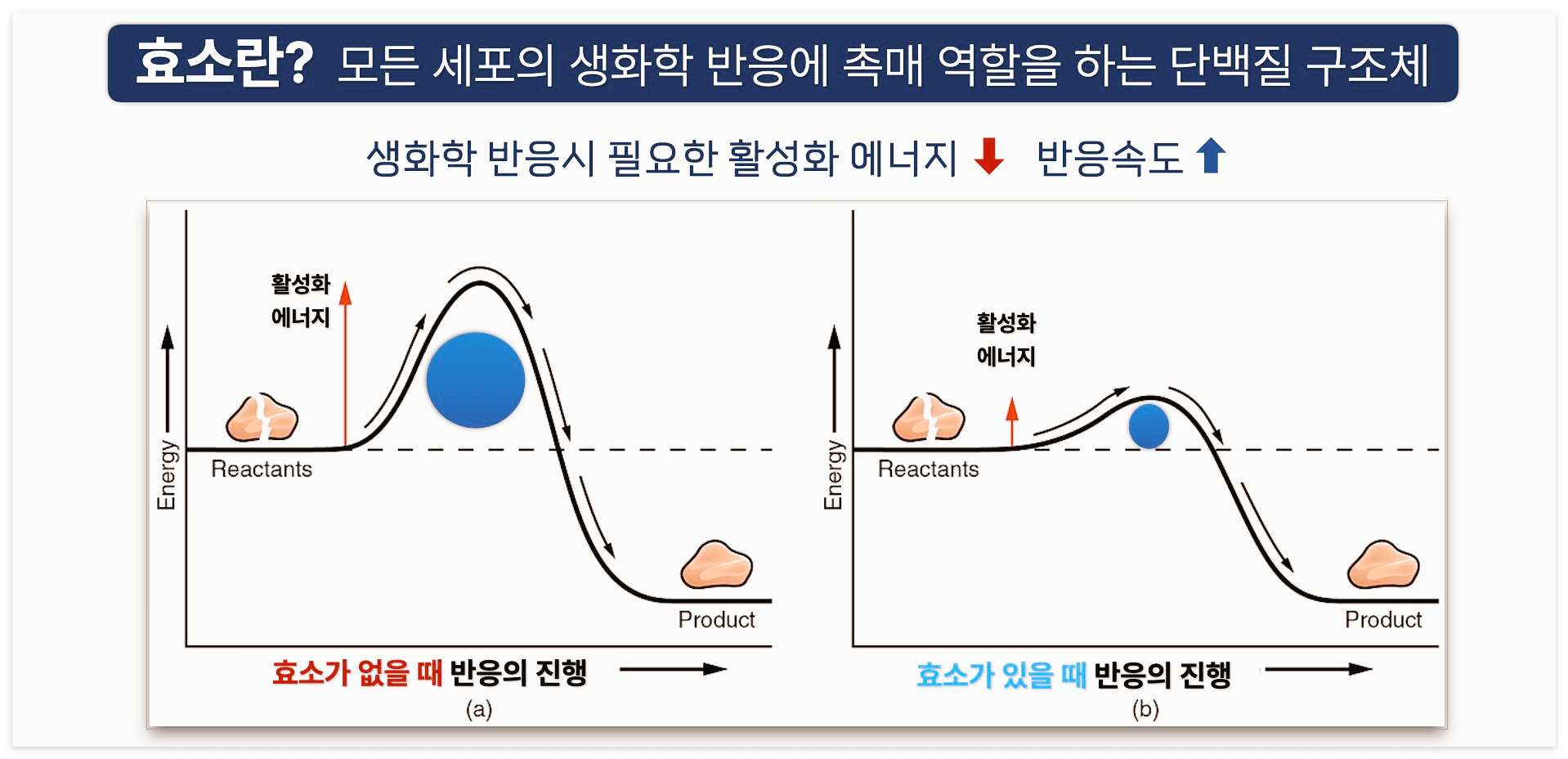 효소가 세포내 화학반응에서 활성화에너지를 낮추어 화학반응을 더 빠르게 만들어 준다는 것을 보여주는 그림입니다.