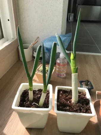 텃밭 대파 키우는 법 토양 북주기 웃거름 병해 예방_6