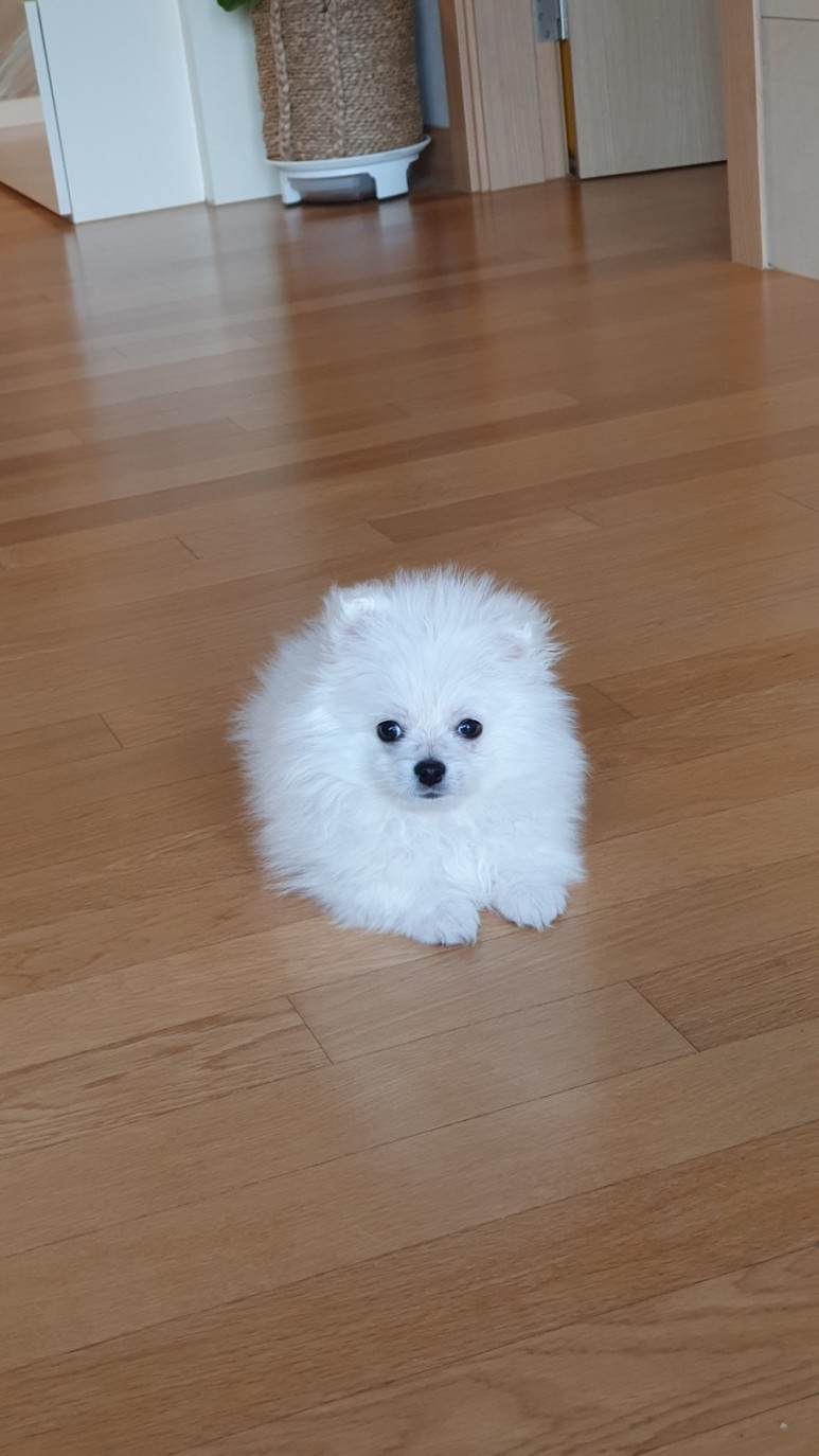 입양하고 다음날