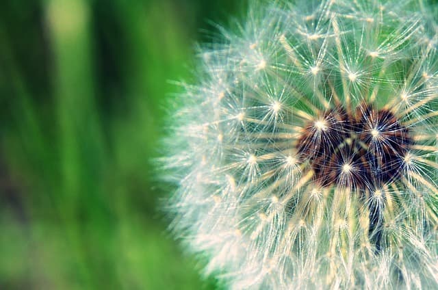 씨 뿌리는 비유 중심