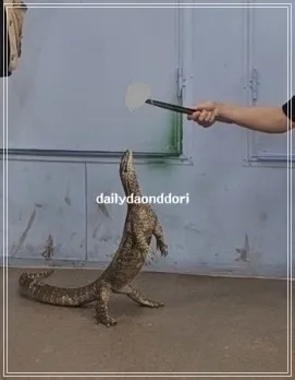 알거스모니터-트라이포딩-자세