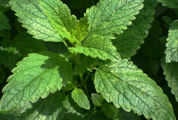 파릇파릇 레몬밤