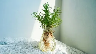 로즈마리 재배 삽목 번식 배수성 좋은 흙 관리_6