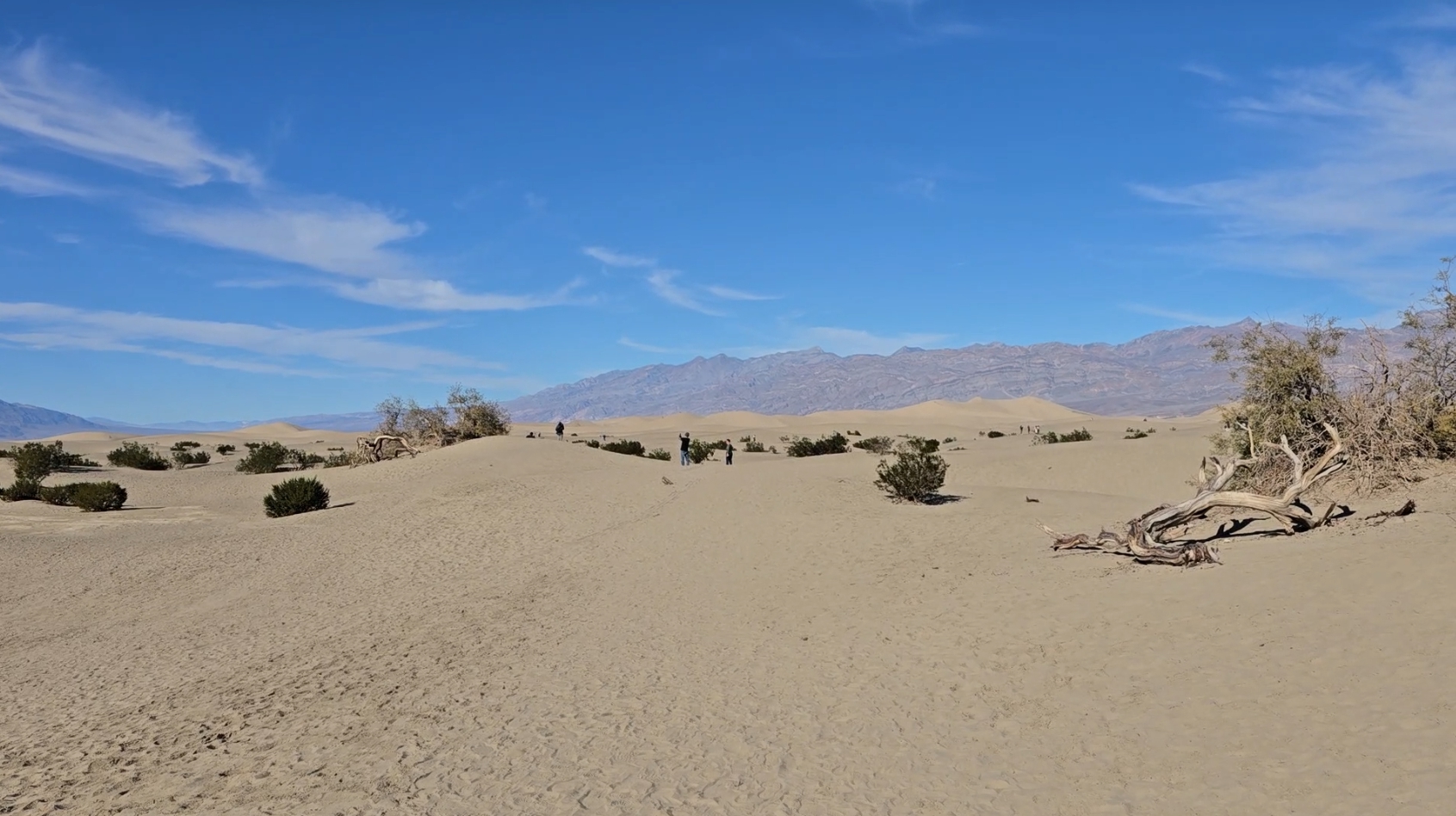 메스키트-샌드-듄