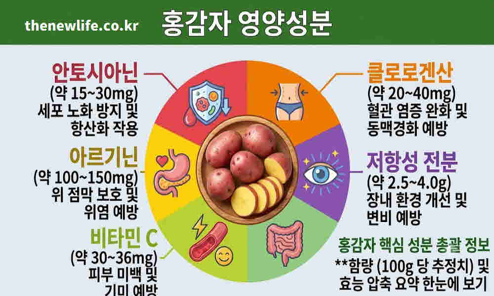 홍감자 효능 영양성분