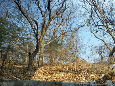카페 뒷산 사진