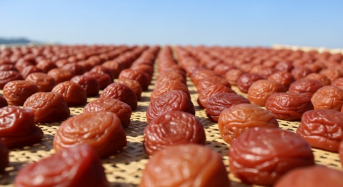 장마철 후 햇볕에 말리는 우메보시