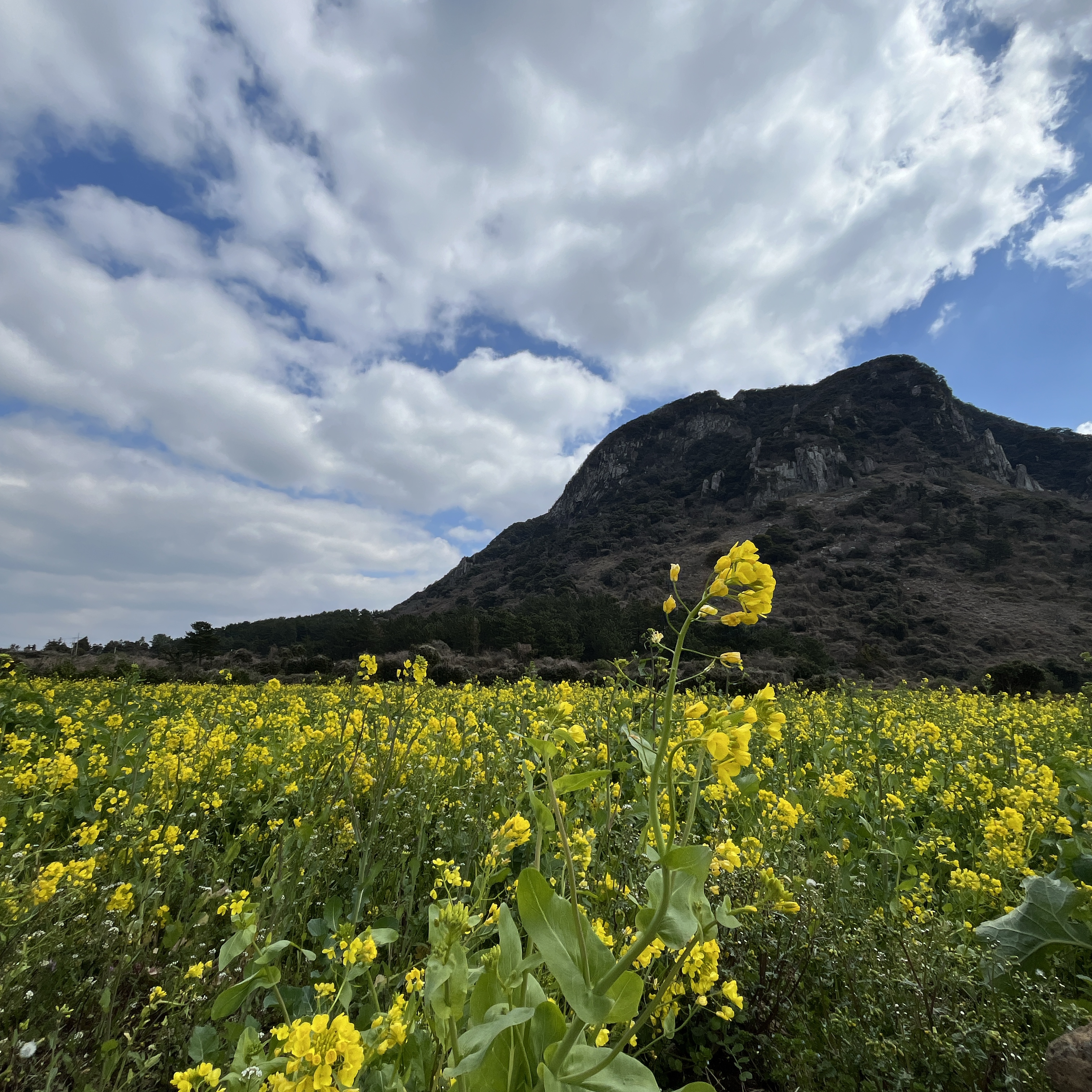 유채꽃과 산방산