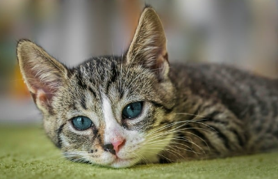 세계 고양이의 날