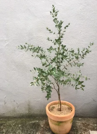 유칼립투스 물주기 향기유지 가지치기 환기관리 실내에서 키우는 요령_16