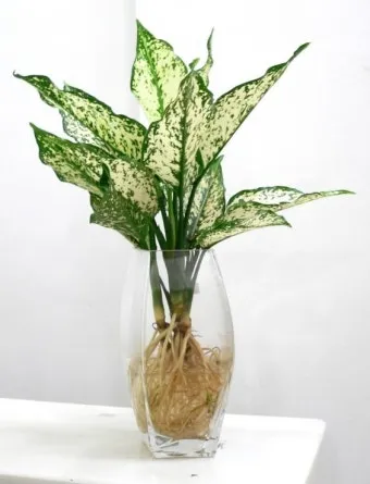 수경재배 준비 병선택 뿌리관리 액비투여 물갈이주기 가이드_13