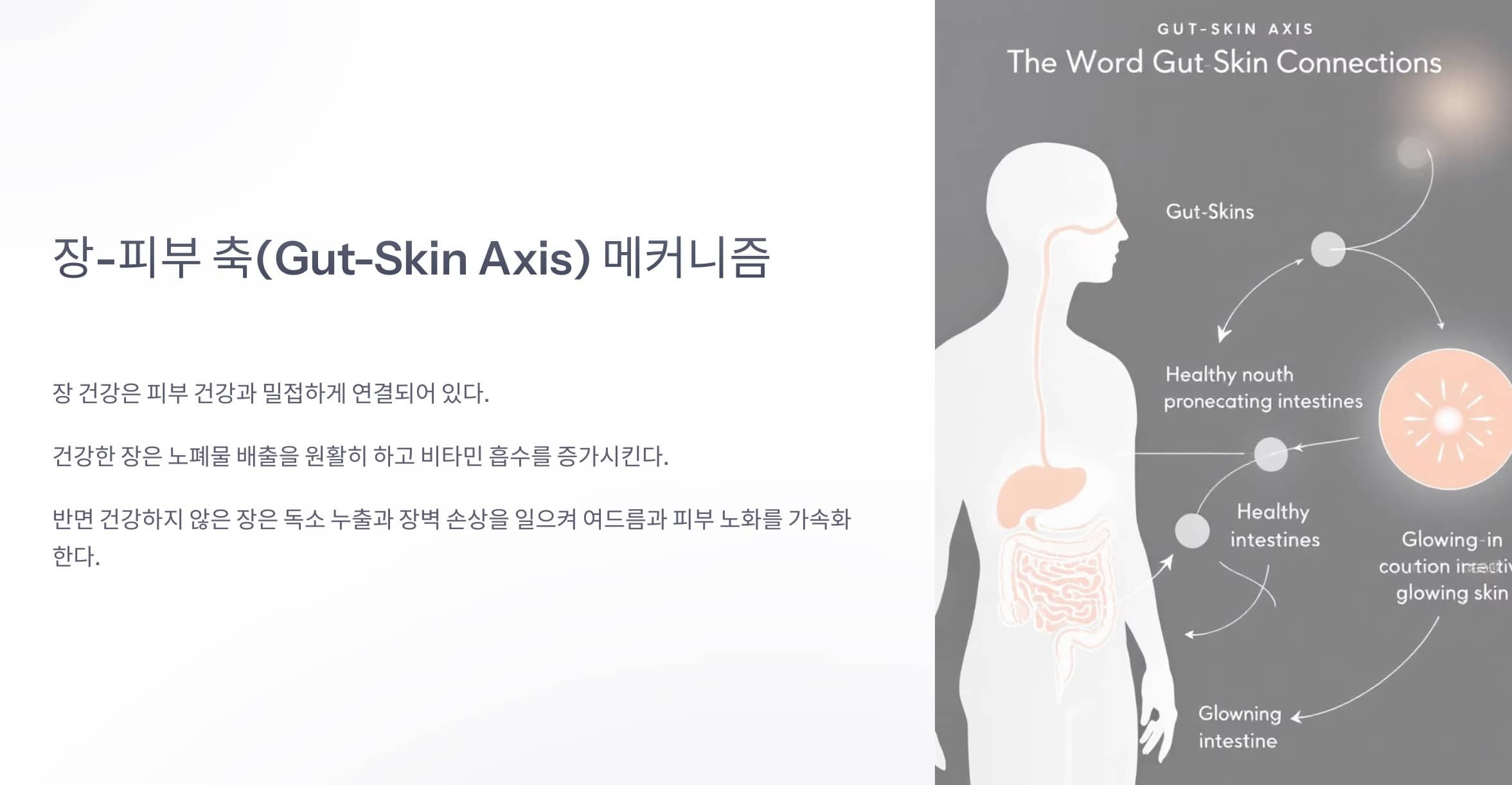 피부 트러블과 장 건강의 상관관계를 보여주는 인포그래픽