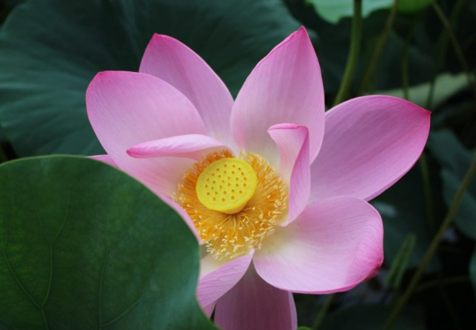 세미원 연꽃문화제