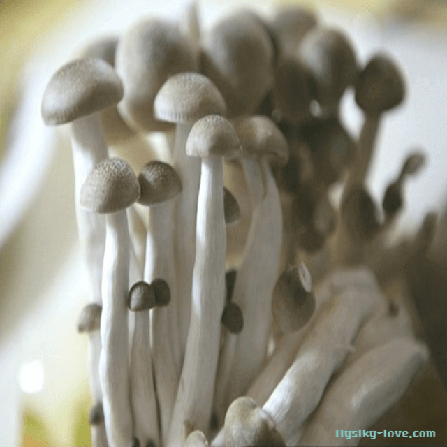 뼈 건강에 효과적인 해송이 버섯