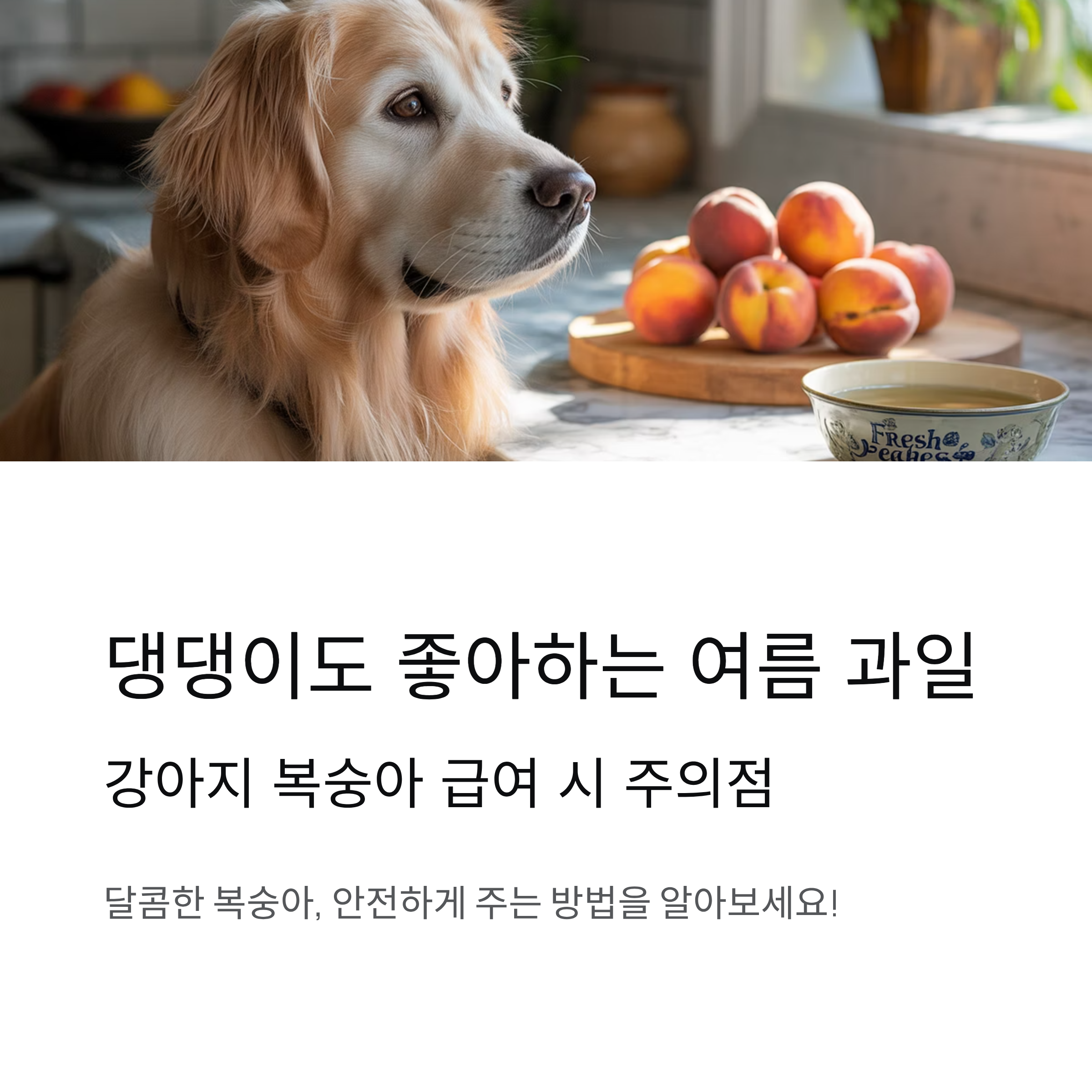 댕댕이도 좋아하는 여름 과일, 강아지 복숭아 급여 시 주의점
