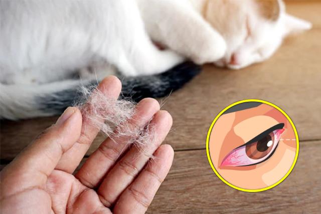 알레르기 비염 가려움증 원인 반려동물