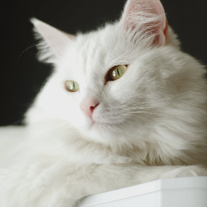 고양이-품종-17가지-종류-완벽-총정리