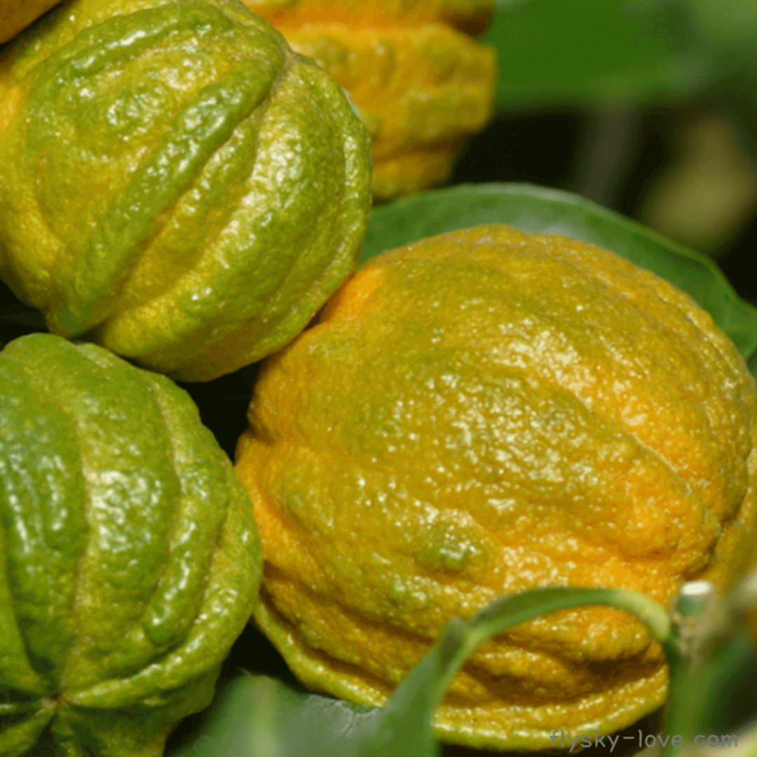 페티그레인 (Petit grain), 페티그레인 오일