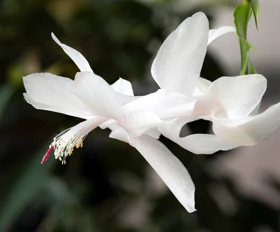 겨울 꽃 게발선인장