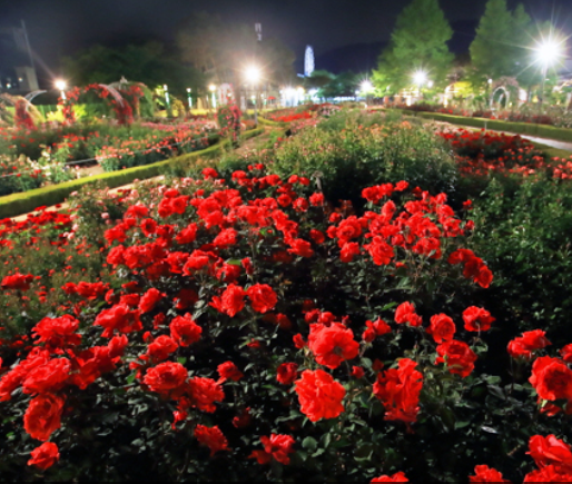 장미축제 전국 TOP5