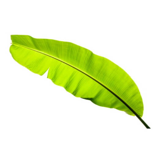 바나나잎추출물