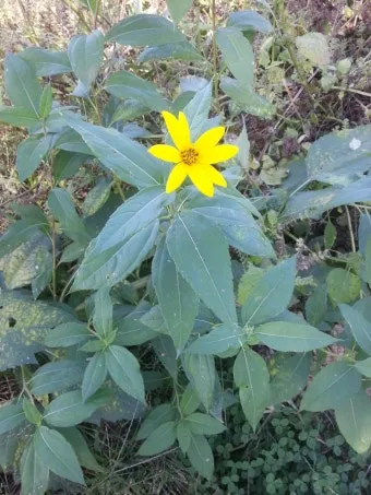 돼지감자 재배 종구 선택 배수로 만들기 수확 건조_12