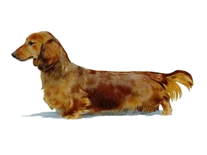 닥스훈트 순종 가격 성격 분양가격 장단점_5