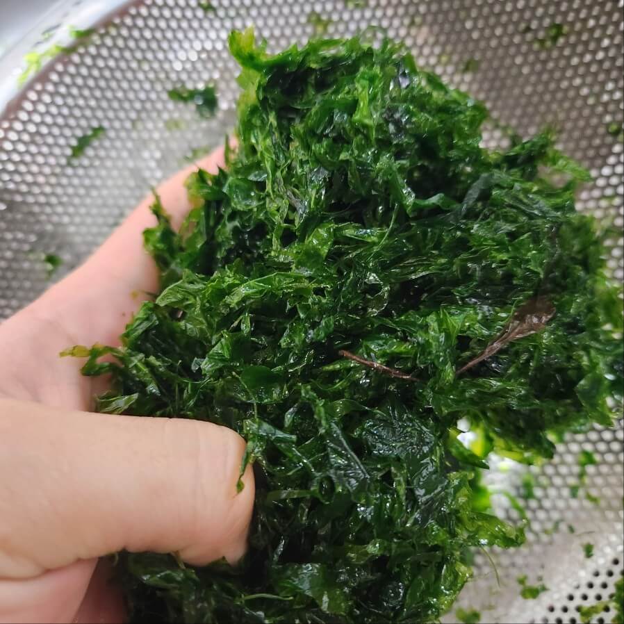 다이어트 부침개 다이어트 전 다이어트 간식 파래 칼로리 파래 효능 파래 전 섬유질 많은 다이어트재료