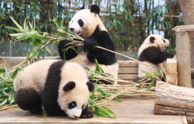 루이바오-후이바오-아이바오