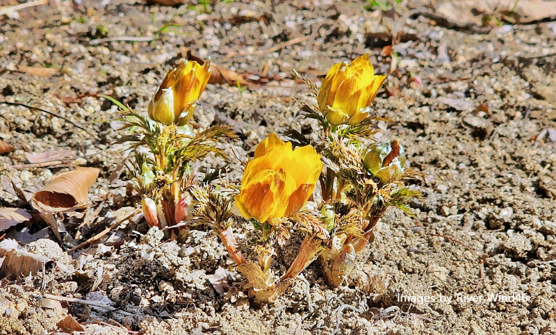 복수초(福壽草),측금잔화(側金盞花),설연화(雪蓮花)