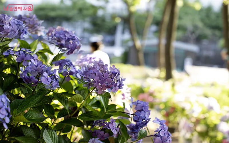 초안산수국동산
