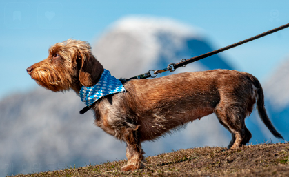 피부병 관리용 추천 제품 관련 사진
