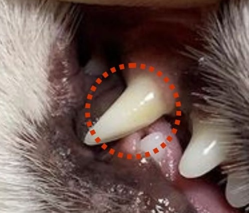 강아지 입냄새&amp;#44; 왜 생기고 어떻게 없앨까? 5가지 관리 팁