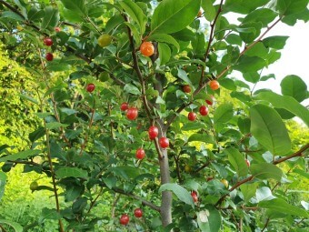 보리수 효능 10가지 및 부작용 및 주의사항