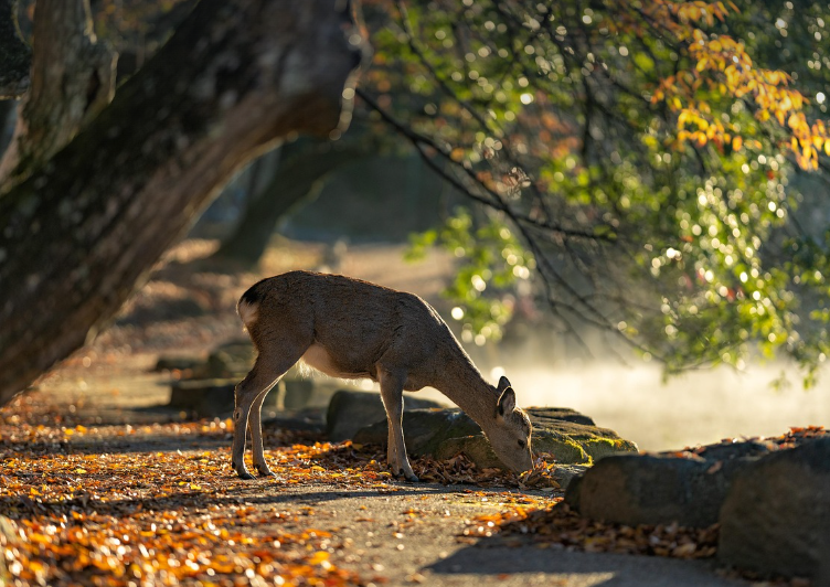 사슴과 함께 걷는 시간의 도시, 나라(Nara)