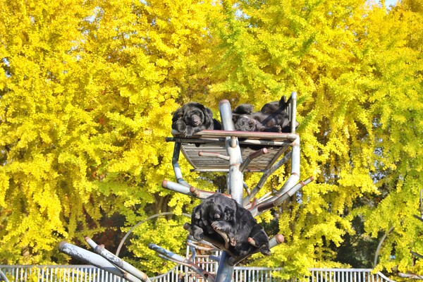 2024 베어트리파크 단풍축제 예매