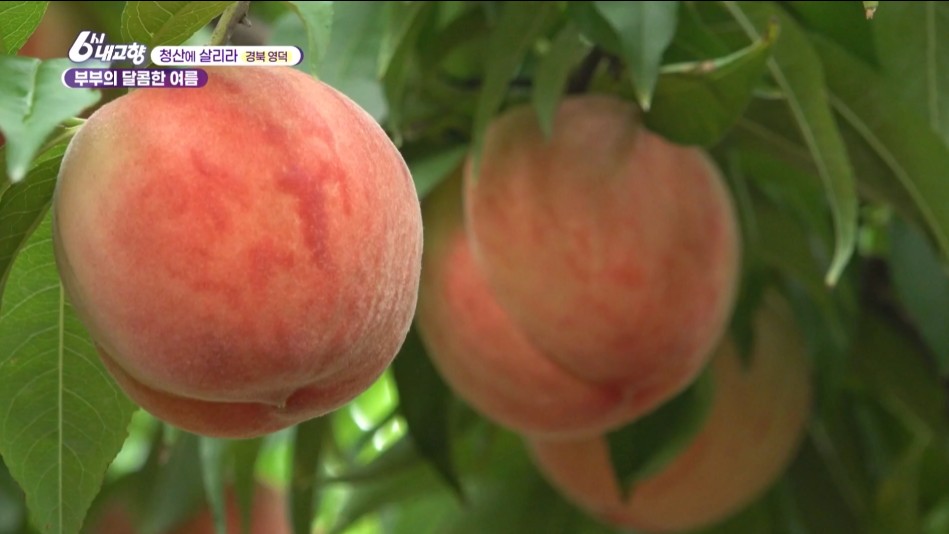 내고향스페셜 영덕 부부 복숭아