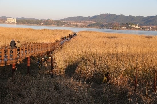 서천 신성리 갈대밭