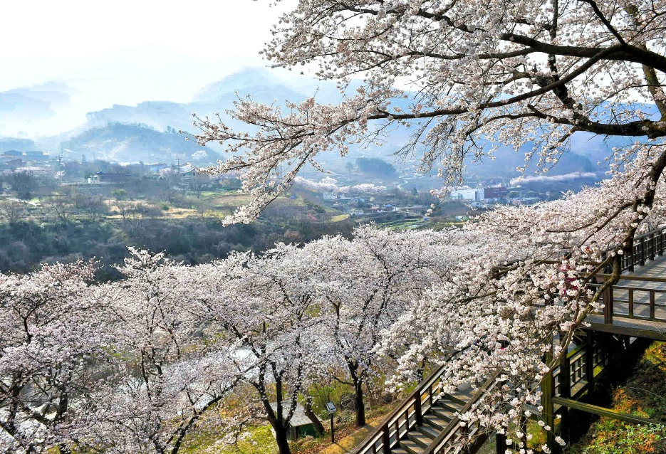 십리벚꽃길