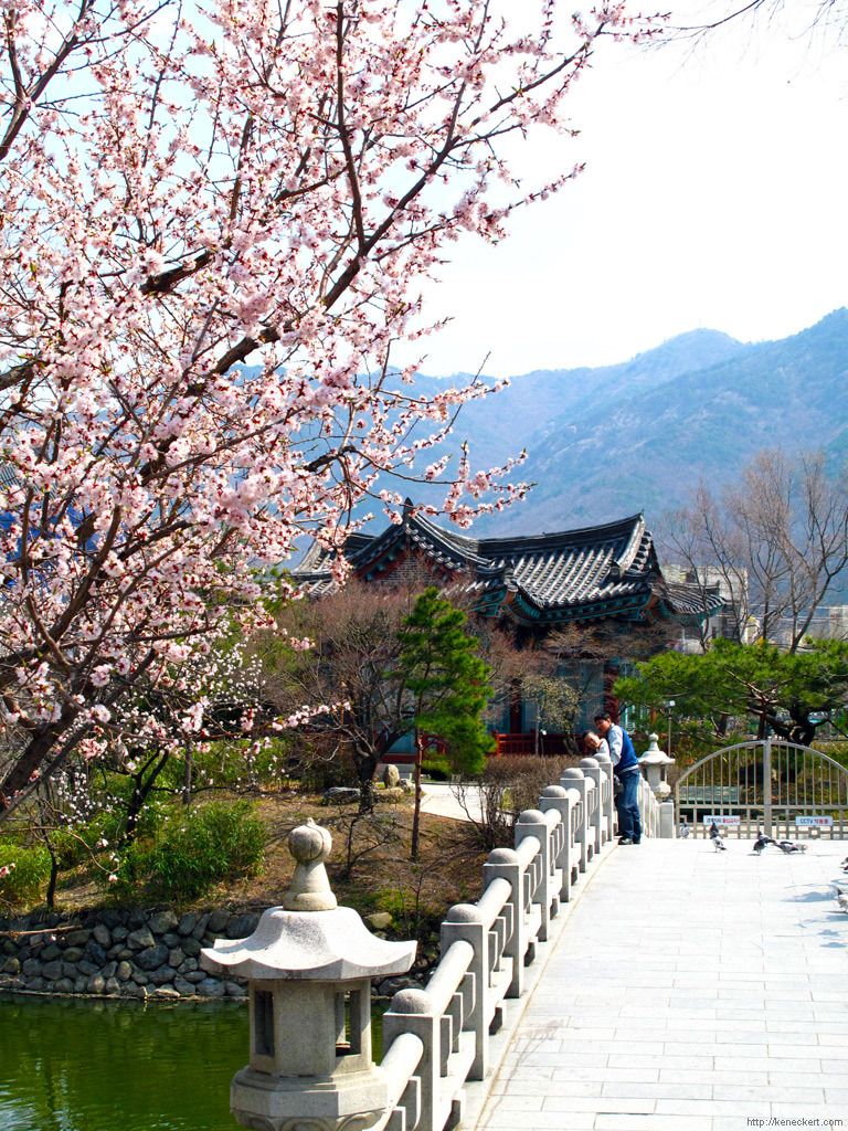 제주 벚꽃 명소