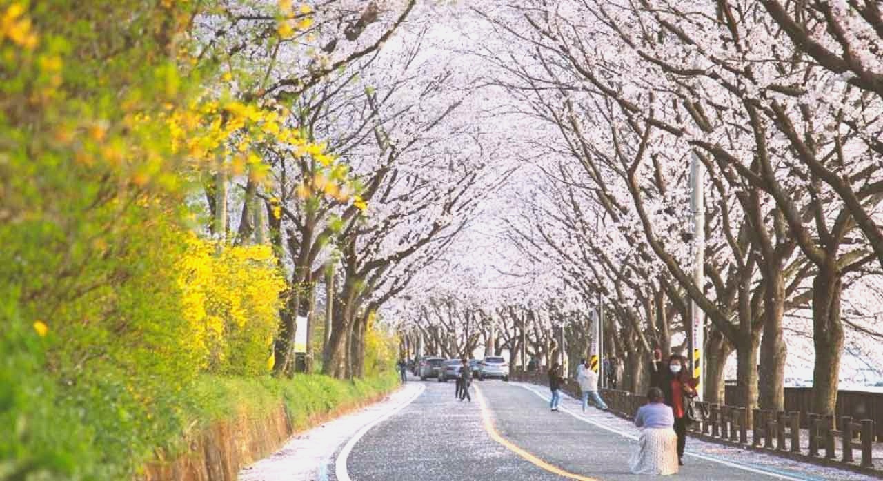 벚꽃과 개나리가 함께 피어 있는 모습. [ⓒ한국관광공사]