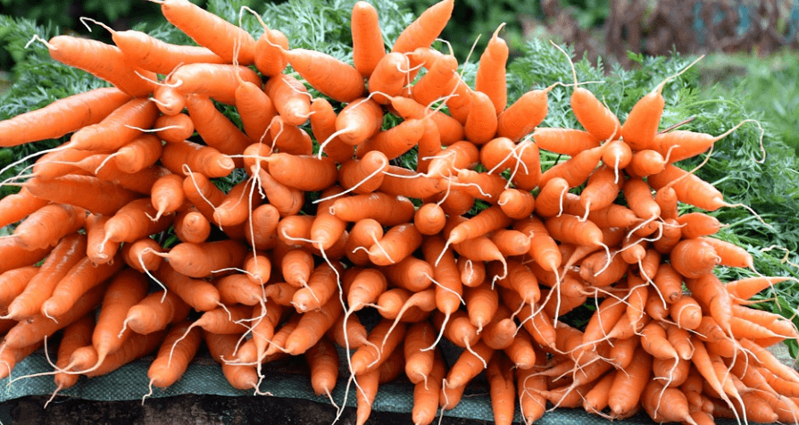 위궤양에 좋은 음식 당근 여러 개가 쌓여 있다
