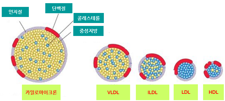 5가지 지질단백질