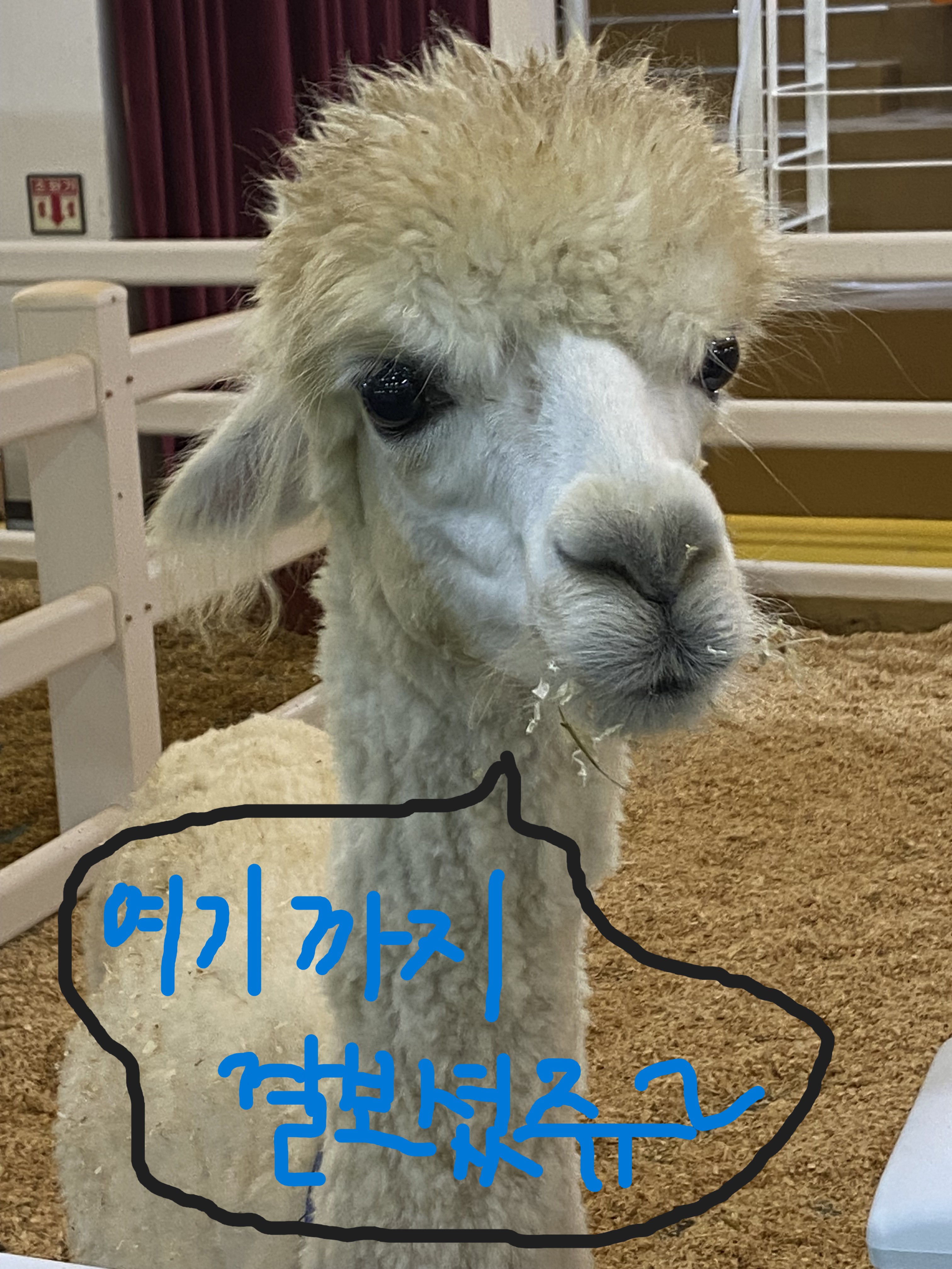 동물 먹이주기는 여기까지