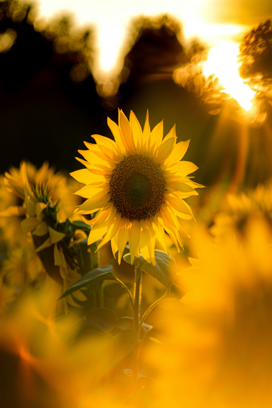 해바라기-행복-노을