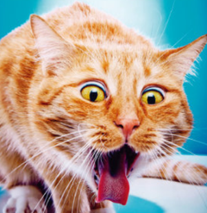 고양이가 토하는 이유